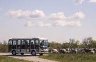 Elektromos minibuszokkal utazhatnak a látogatók a Hortobágyon