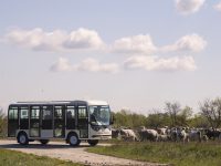 Elektromos minibuszokkal utazhatnak a látogatók a Hortobágyon