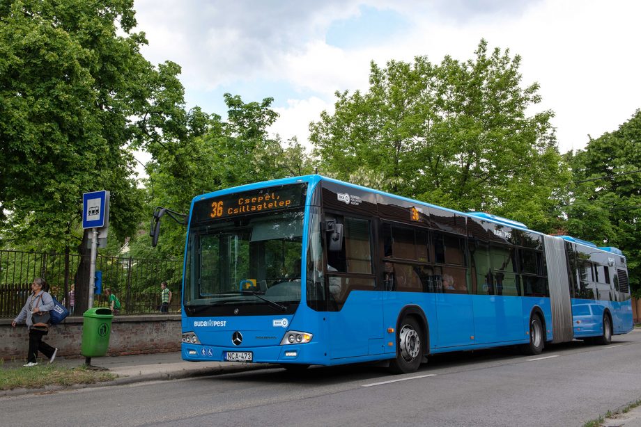 36os busz cimlapkep