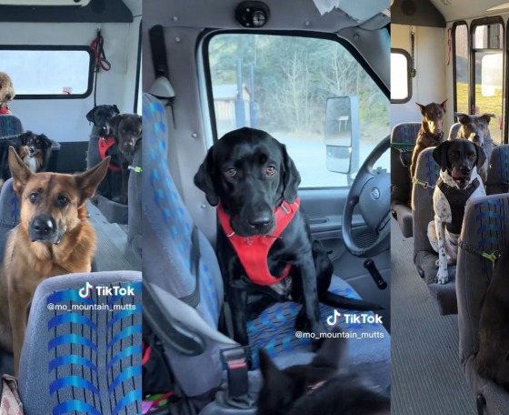 Busszal utaznak a kutyák sétálni Alaszkában