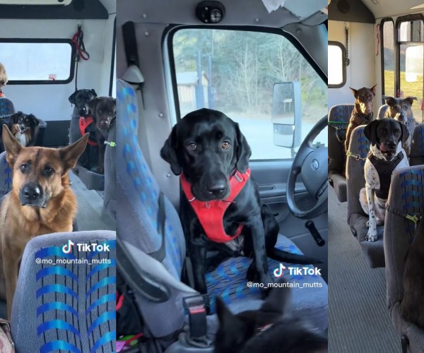 Busszal utaznak a kutyák sétálni Alaszkában